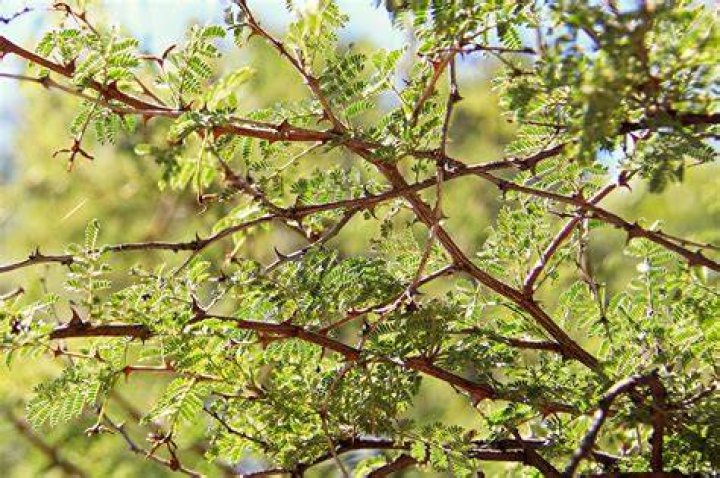 thorny bushes