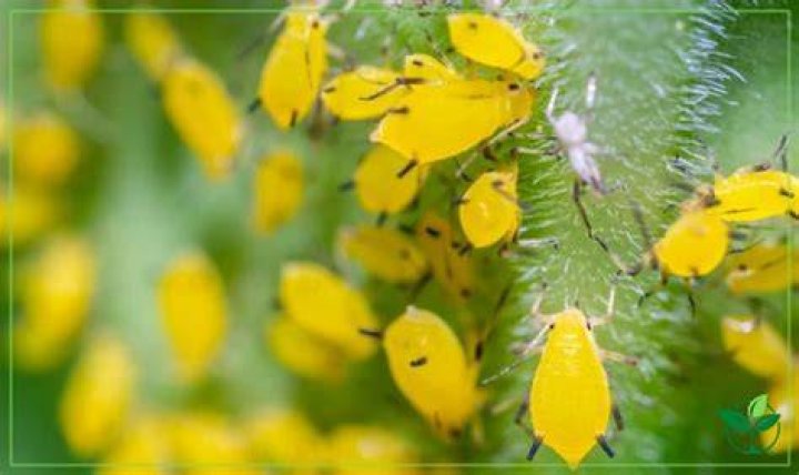tiny yellow bugs