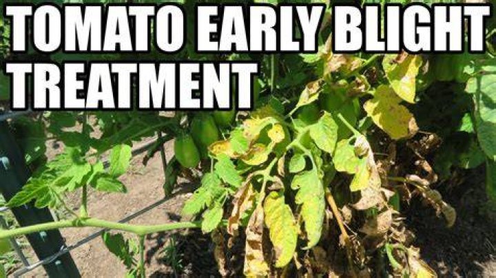 tomato blight treatment