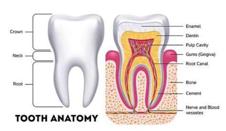 tooth