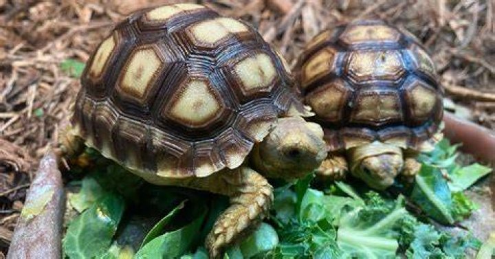 tortoise care