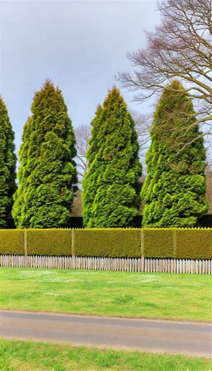 tree fence
