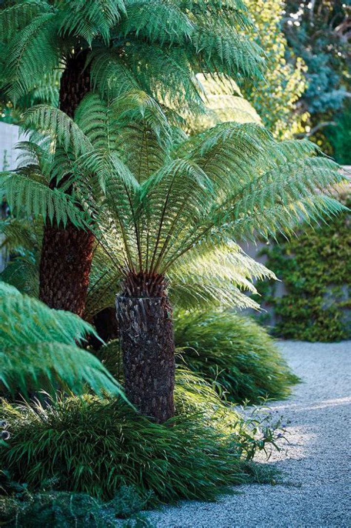 tree fern