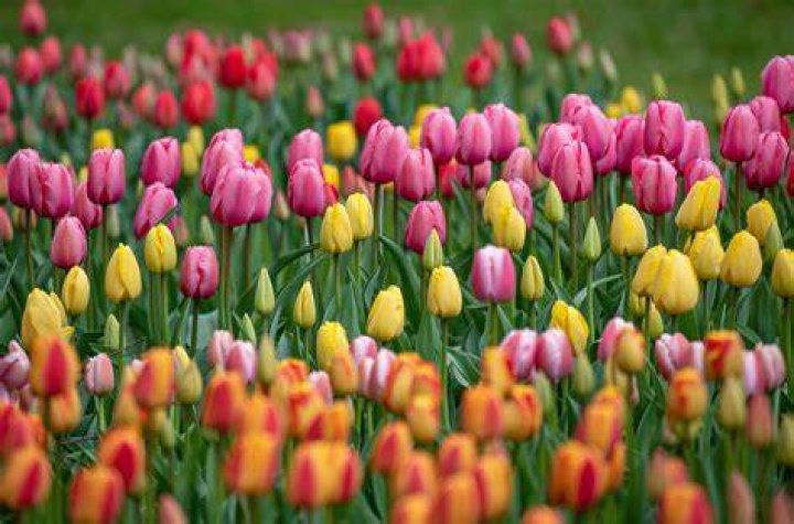 tulip