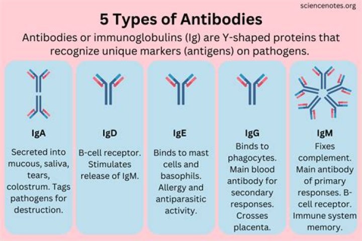 types of antibodies