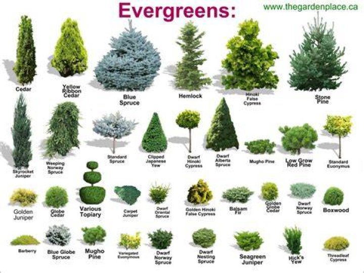 types of evergreens