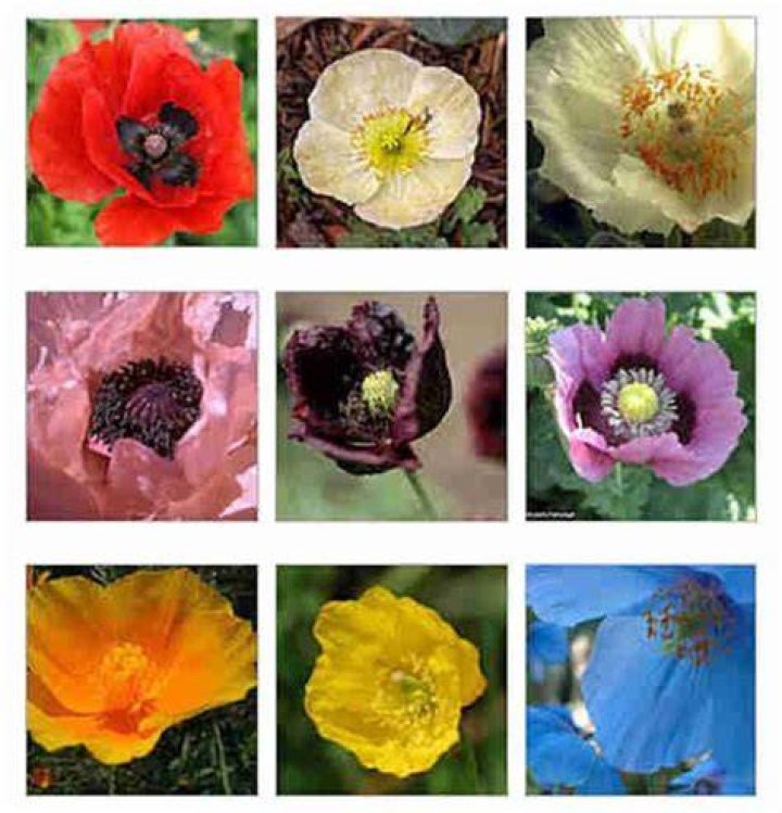 types of poppies