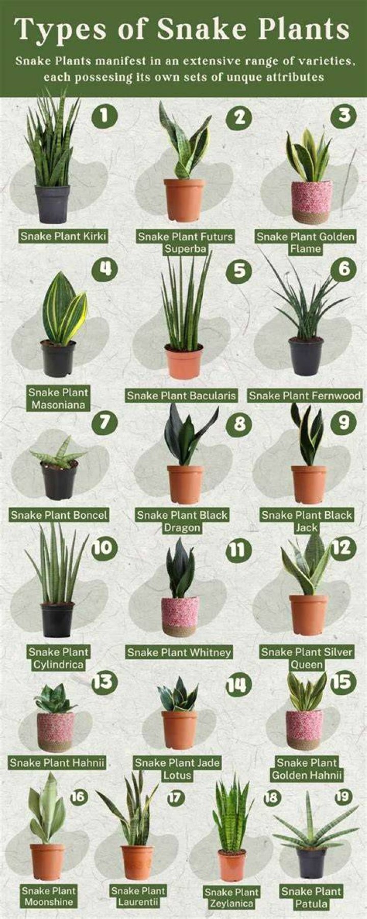 types of snake plants