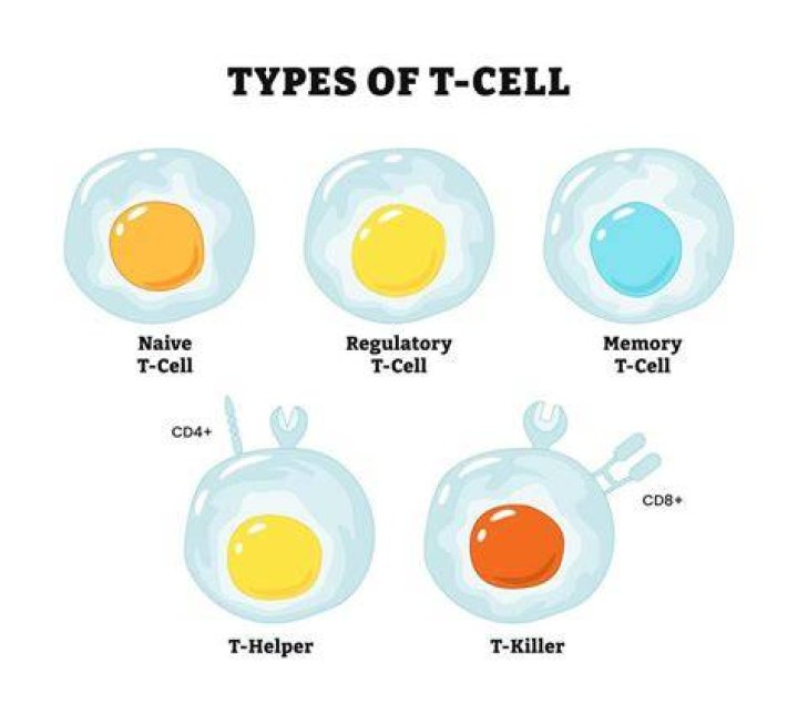 types of t cells