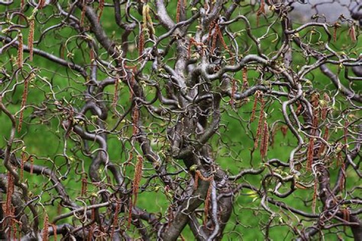 walking stick tree