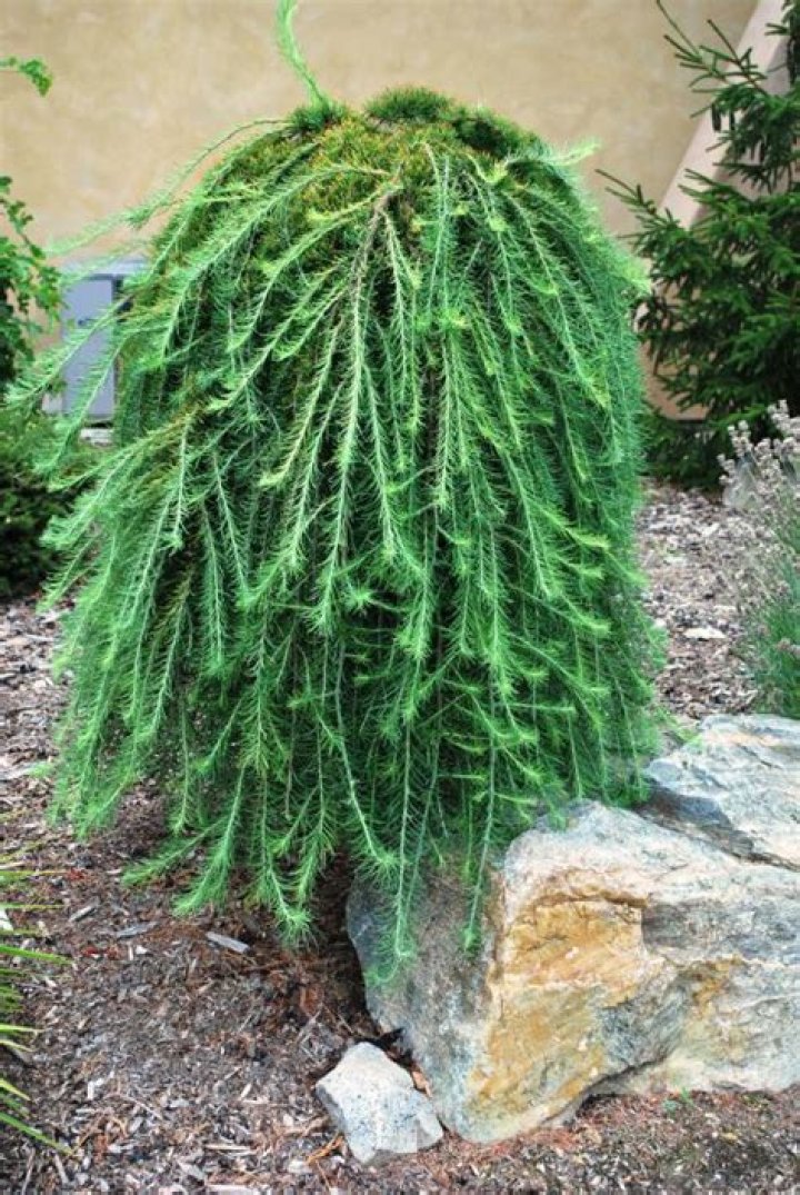 weeping larch