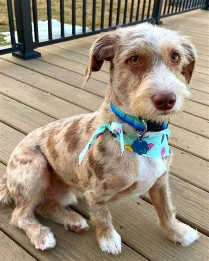 Weimaraner Chihuahua Mix