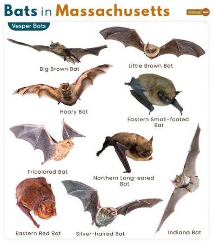 What Bats Are Illegal In Usssa