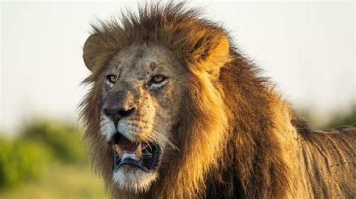 What Do Lions Eat In The Wild