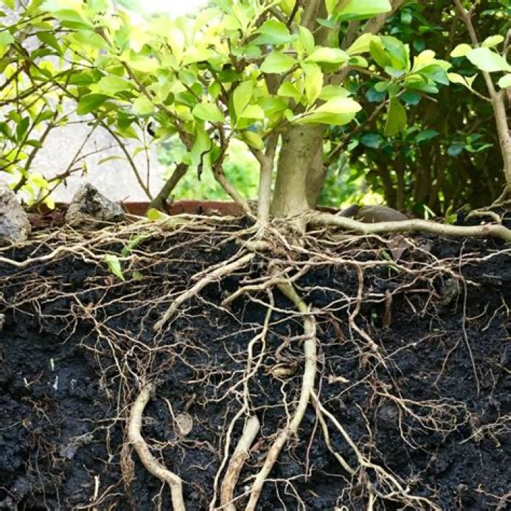What Does The Root Cycl Mean