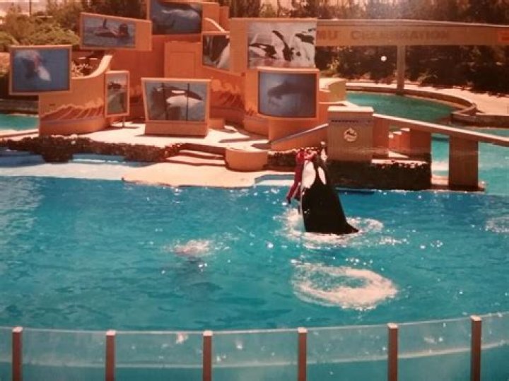What Happened To Shamu From Seaworld