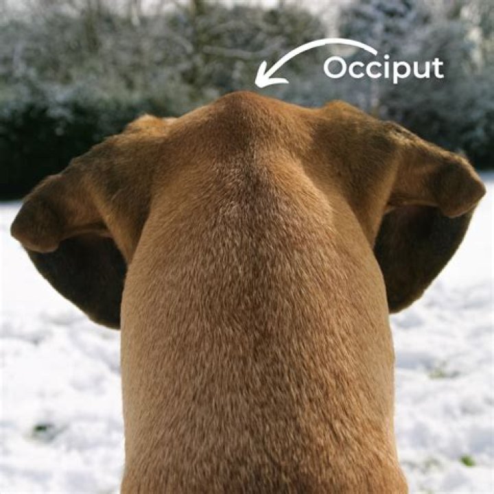 What If My Dog’s Head Feels Hot