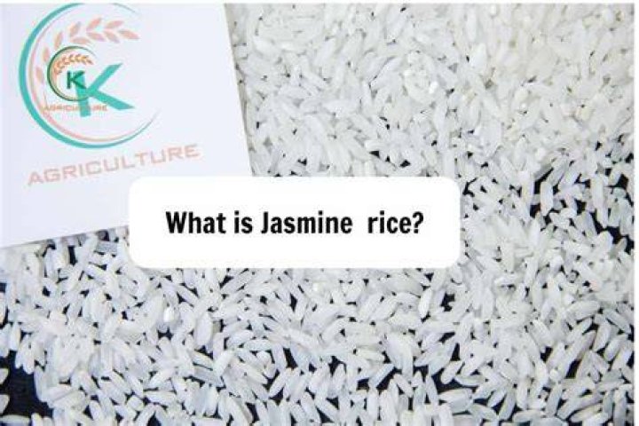 what is jasmine rice