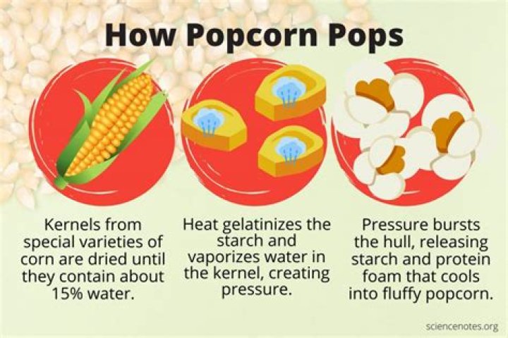 what is popcorn made of