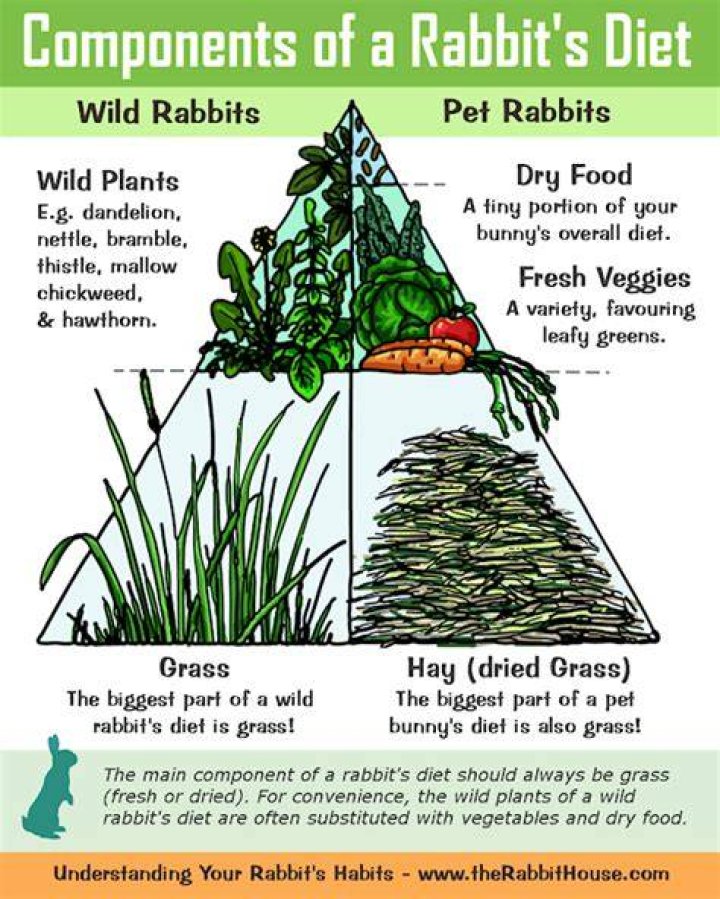 what to feed wild rabbits