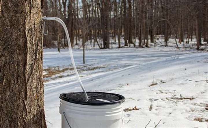 What Trees Can You Use A Spile For Water