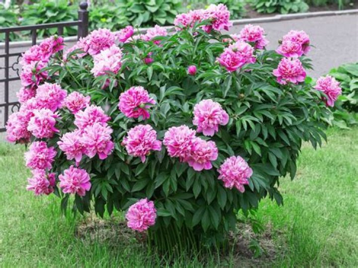 when to plant peony bulbs