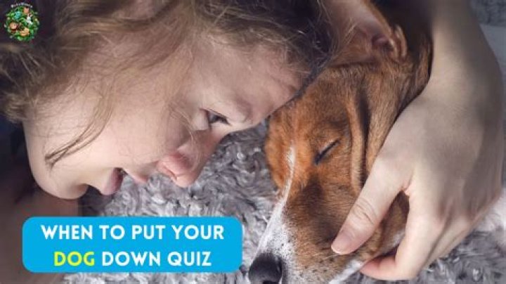 When To Put Your Dog Down Quiz