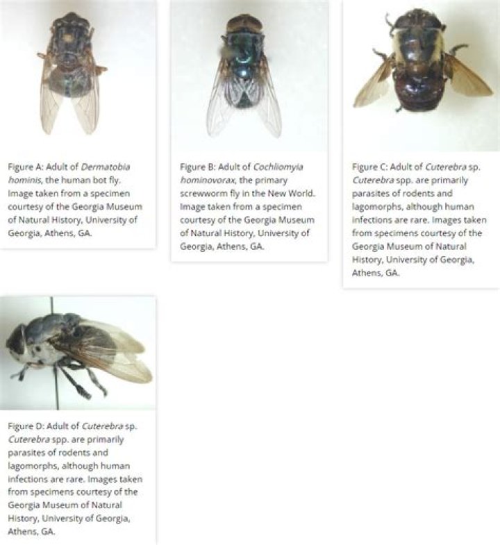 Where Are Botflies Located