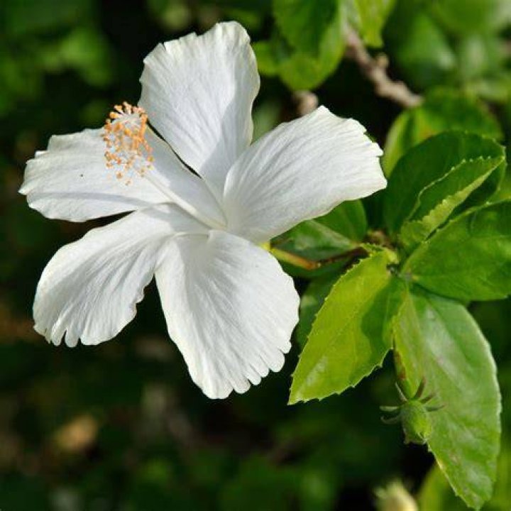 white hibiscus flower