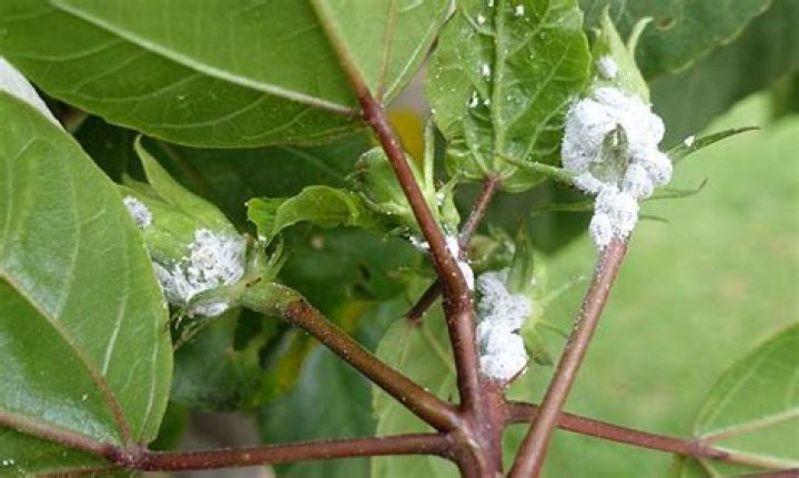 white stuff on plants leaves
