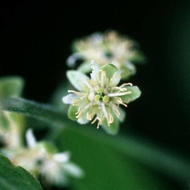 :white_flower: :white_flower: