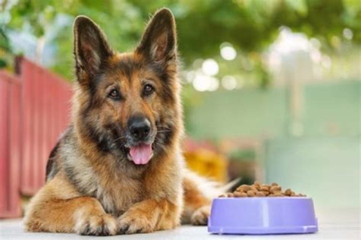 Why Do Dogs Like Dirty Underwear
