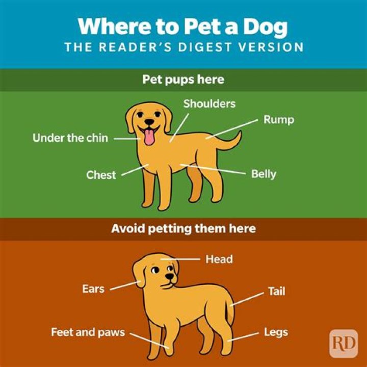 Why Do Dogs Like Their Butts Rubbed