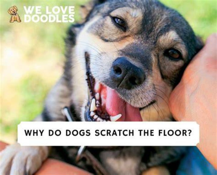 why do dogs scratch the carpet