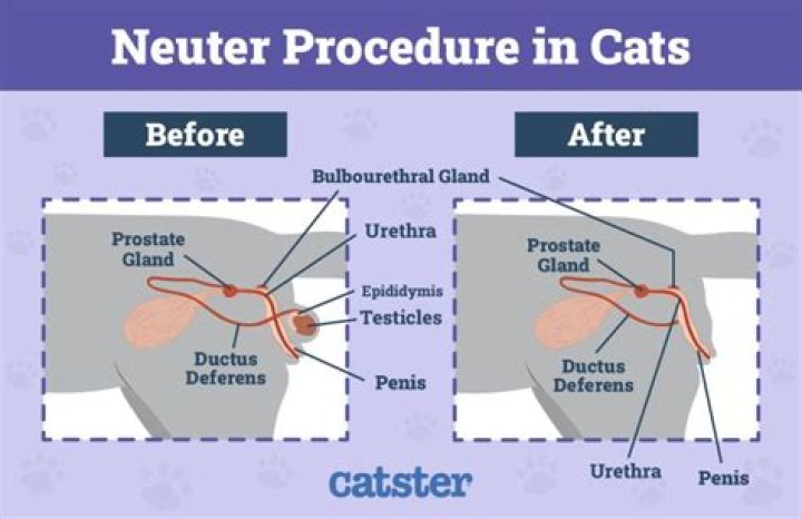 Why Does My Neutered Dog Hump The Cat