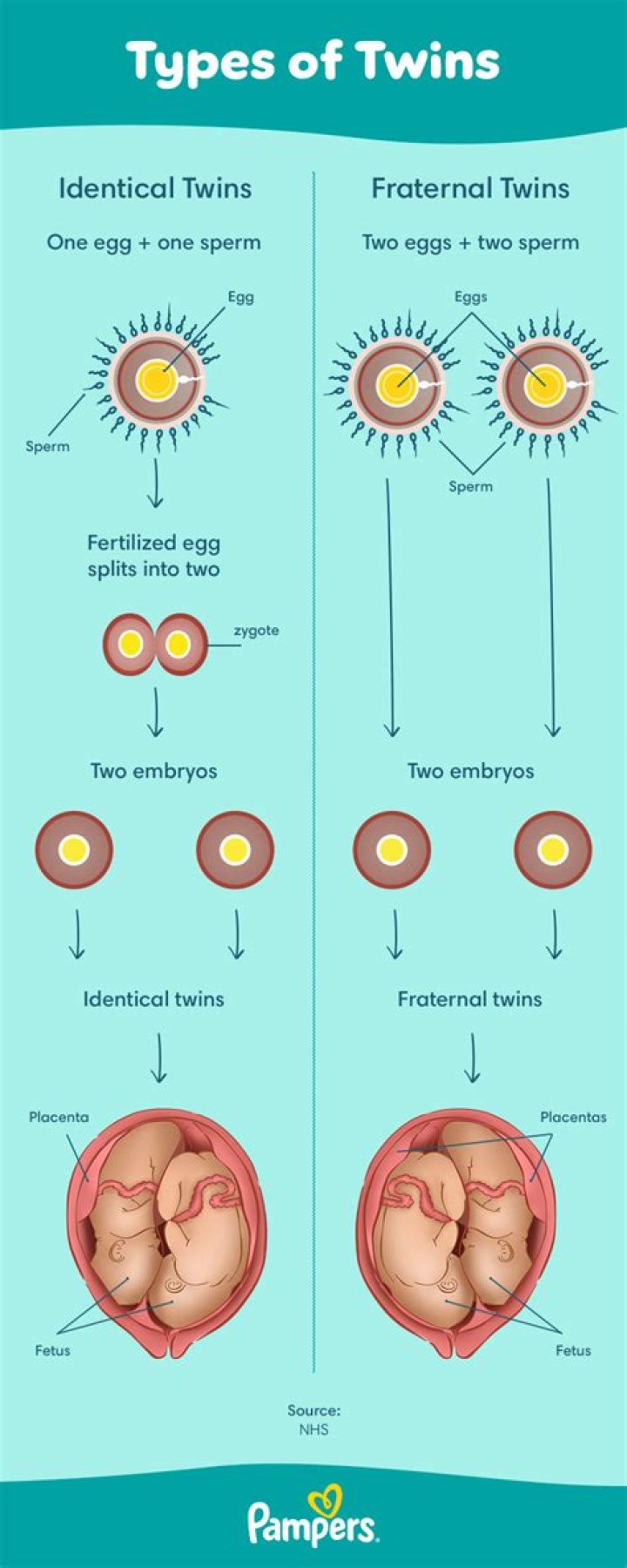 Why Identical Twins Are Born? Why Identical Twins Are Born?