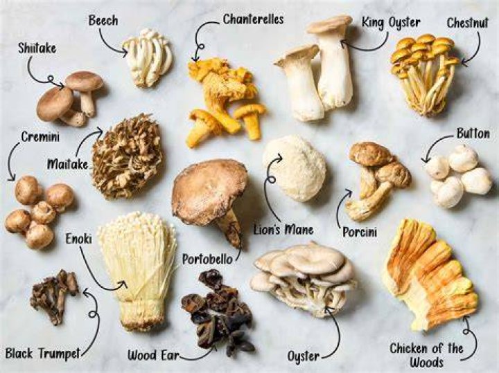 Will Dogs Smell Mushrooms