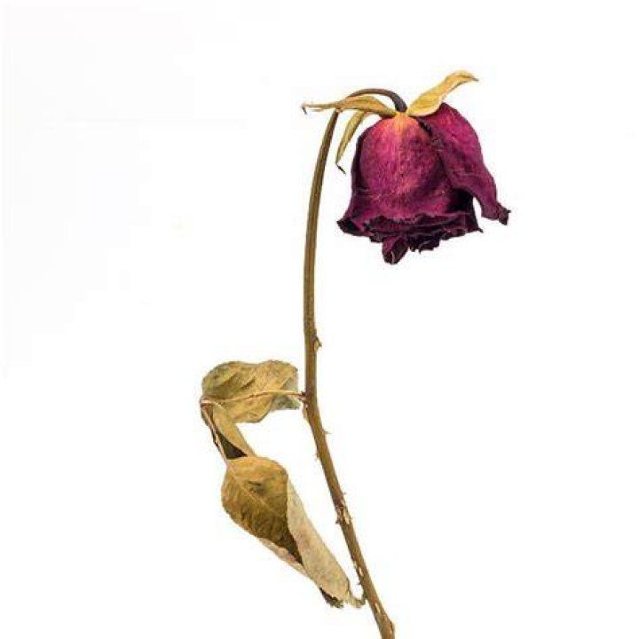 wilted_flower