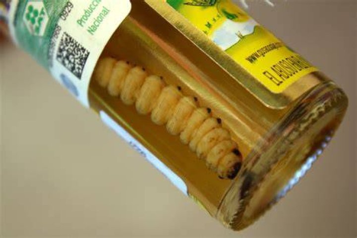 Worm In Tequila Bottle