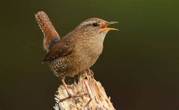 wren bird