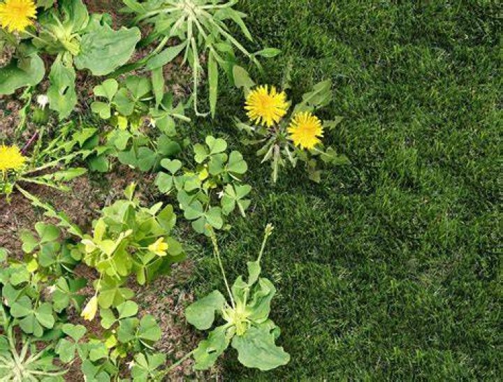 yard weeds