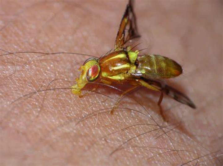 yellow fly
