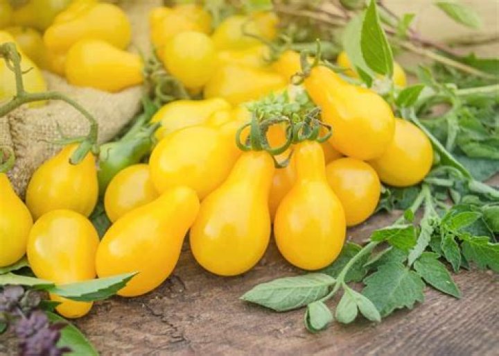yellow pear tomato