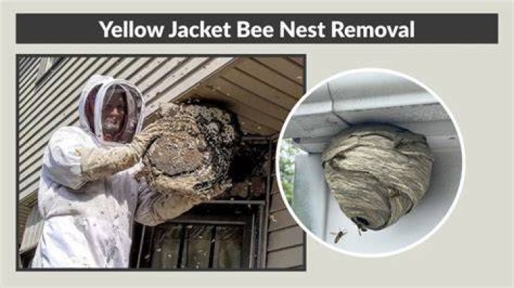 yellowjacket nest removal