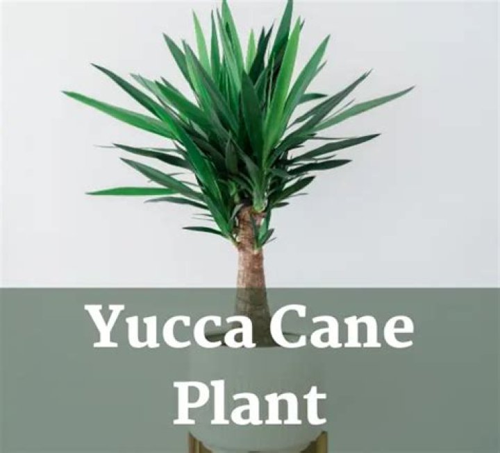 yucca cane plant care