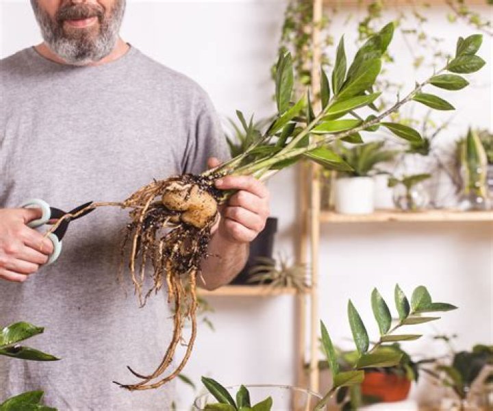 zz plant repotting
